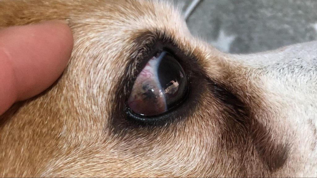 メグの右眼球の腫瘍(11歳当時)