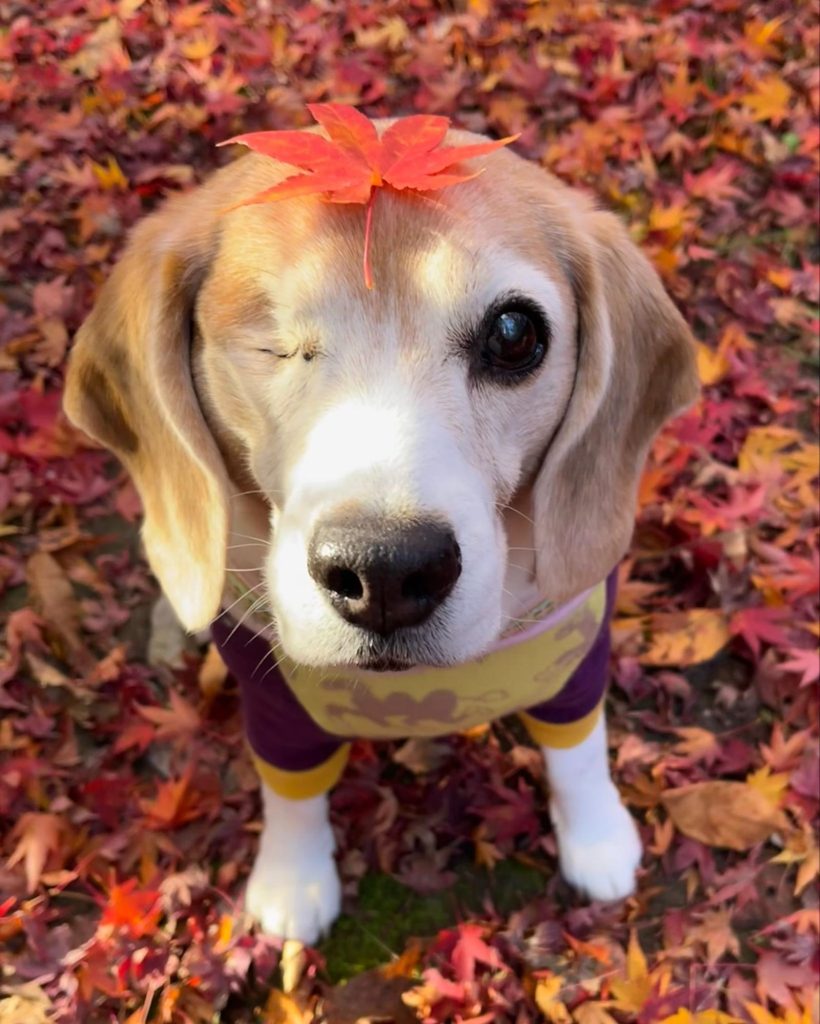 紅葉を頭に乗せたメグ