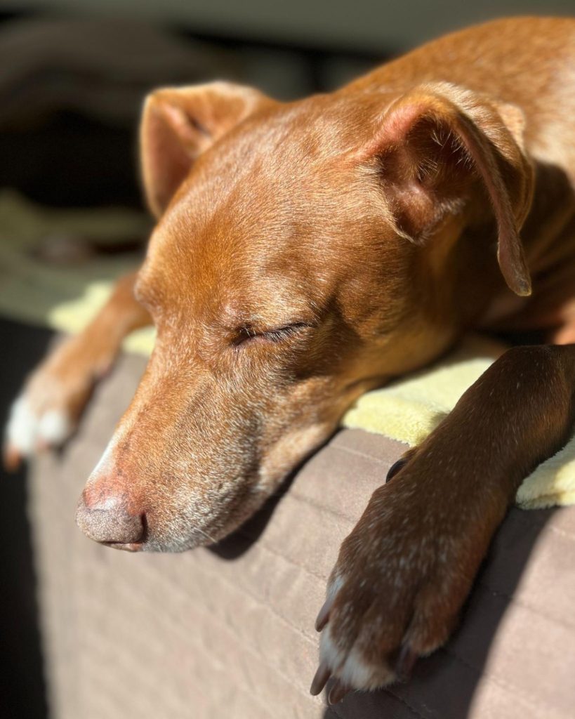 シチリアで暮らすイタリア犬のBONくん(13歳)