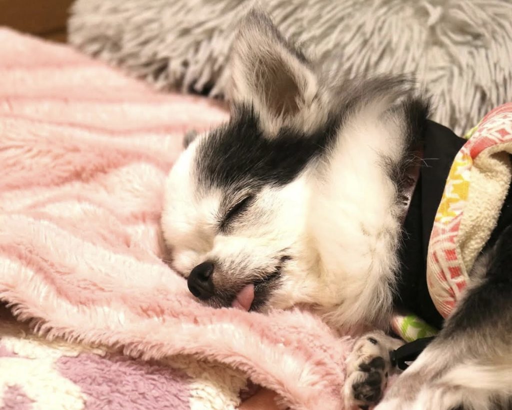 チワワのカリンちゃん(14歳)