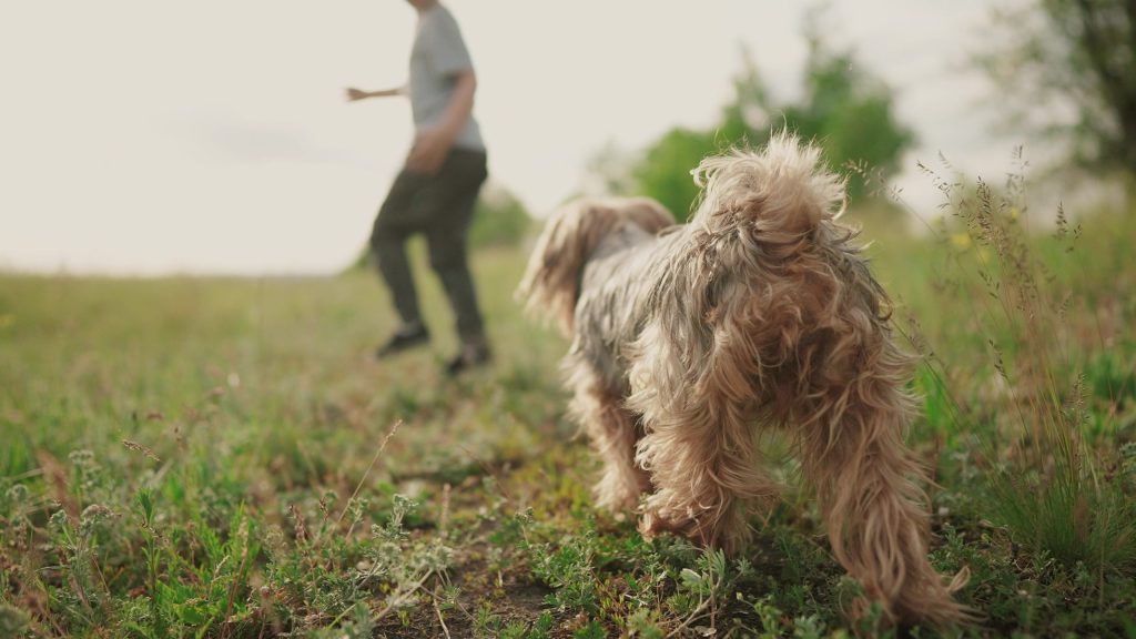 オーナーと草原で遊ぶ犬の後ろ姿