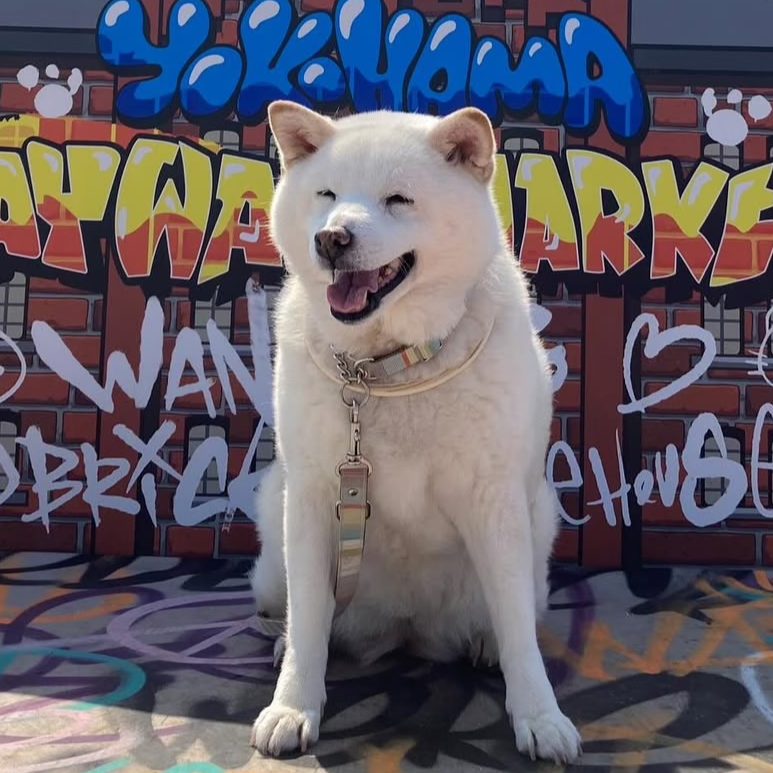ももちゃん(柴犬・15歳)