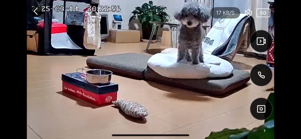 ペットカメラを通してみている様子(ノックくん/トイプードル・推定10歳)