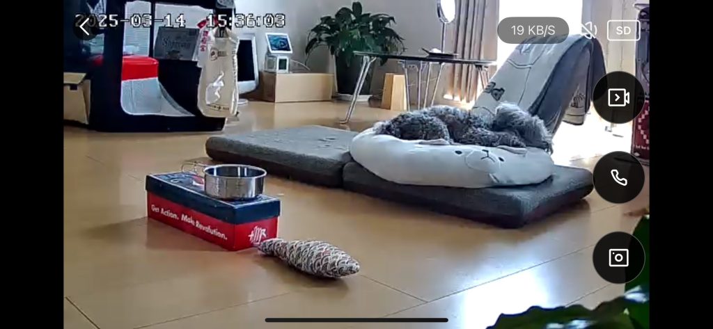 リピングでくつろぐ姿をペットカメラを通して確認(ノックくん/トイプードル・推定10歳)
