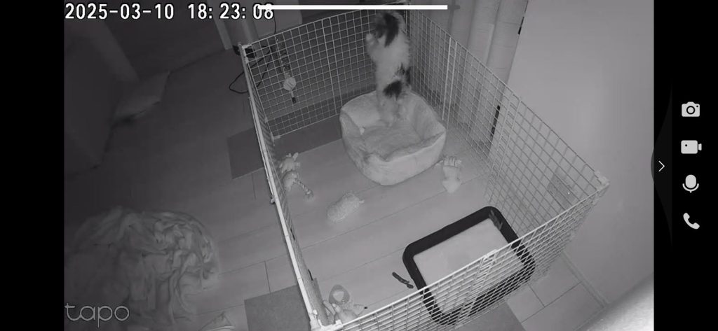 ケージ内にいる様子をペットカメラを通して確認(才蔵くん/ミックス・11歳)