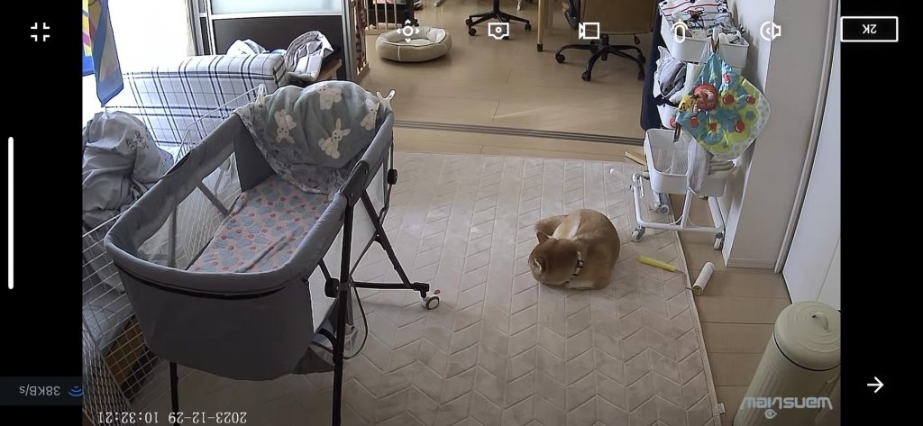 マットレスの上でくつろぐ様子をペットカメラで確認(ポンくん/柴犬・10歳)