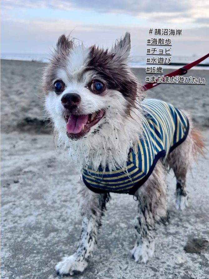 海遊びを楽しむチョビくん