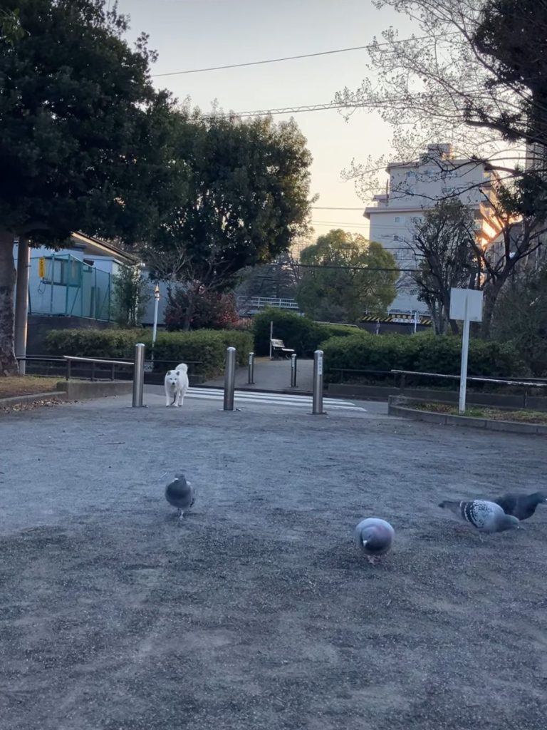 鳩に近づいていくももちゃん