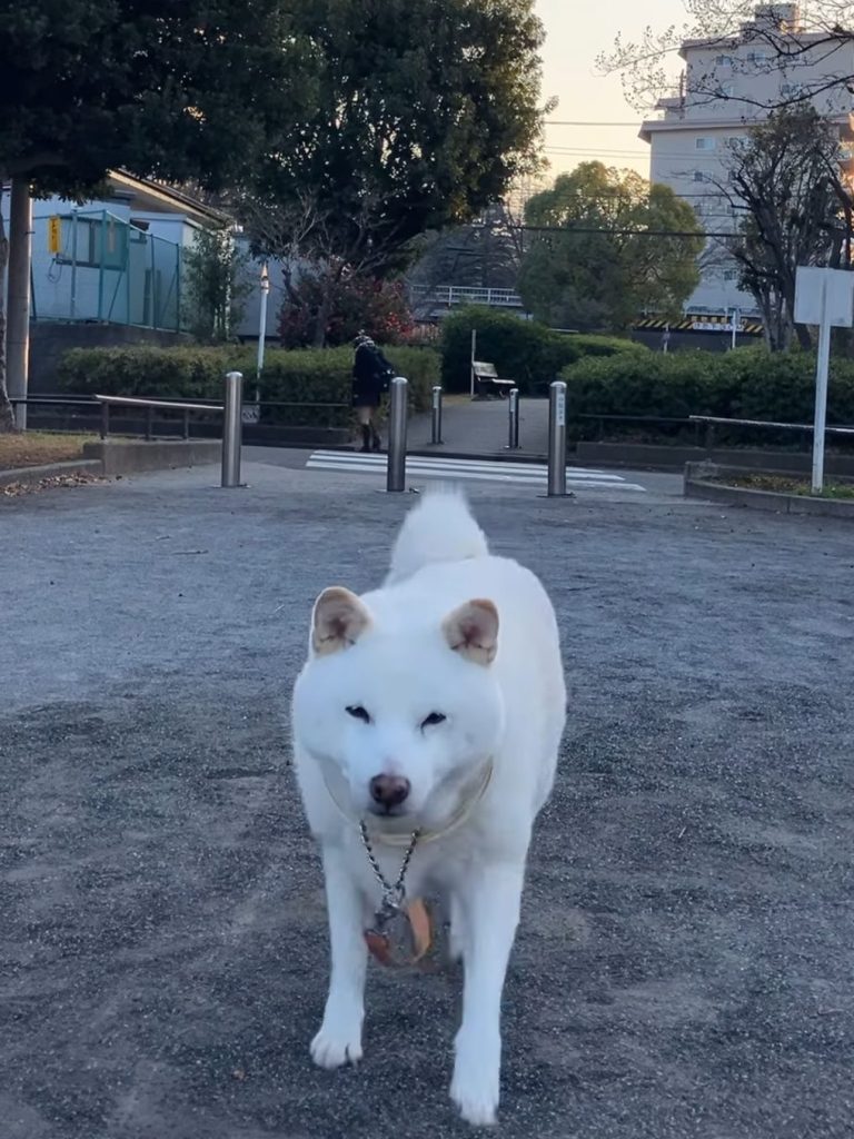 鳩を散らすももちゃん