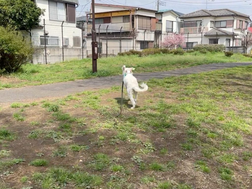 走り去っていくモネちゃん