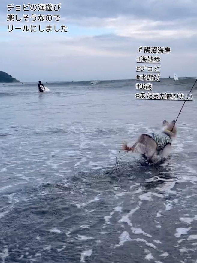 海遊びをするチョビくん