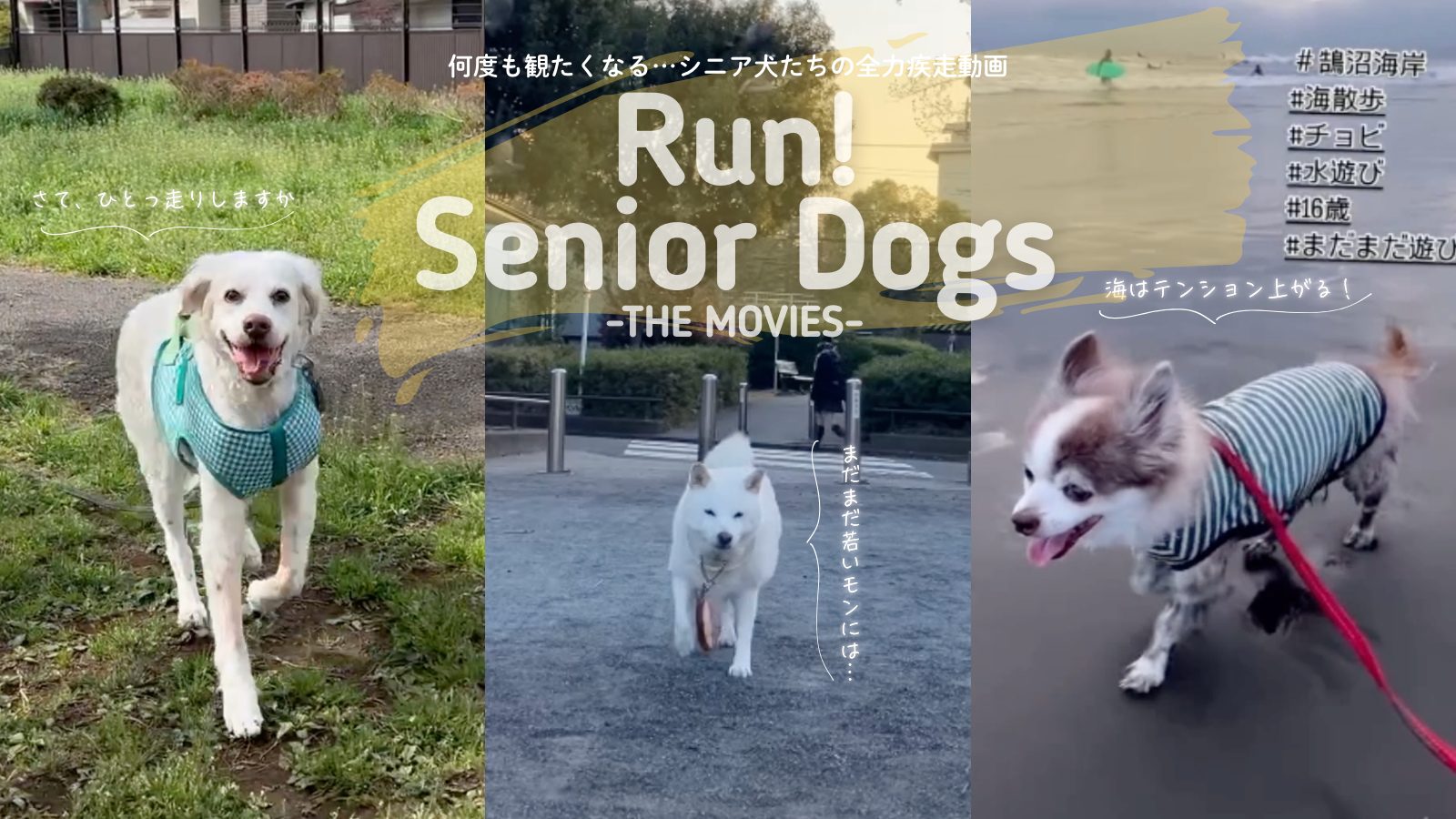 走るシニア犬動画集#1