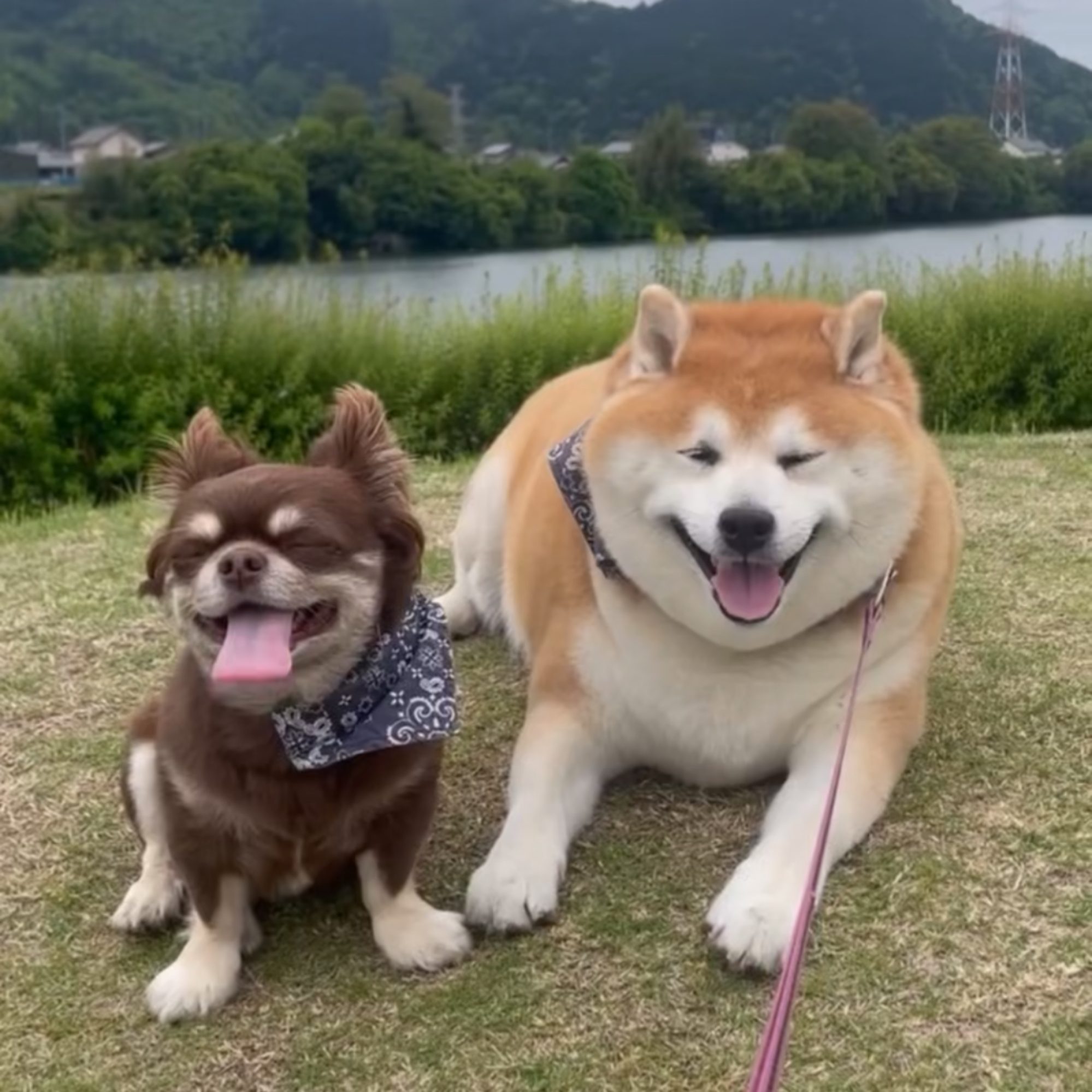 茶太郎くんと柴雄くん
