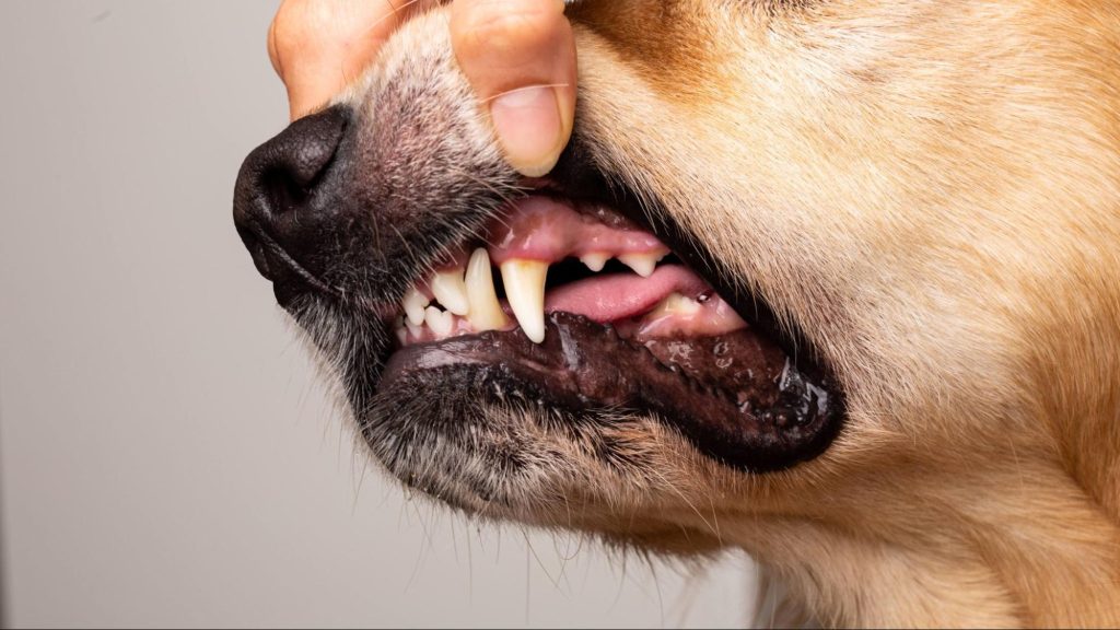 犬の歯