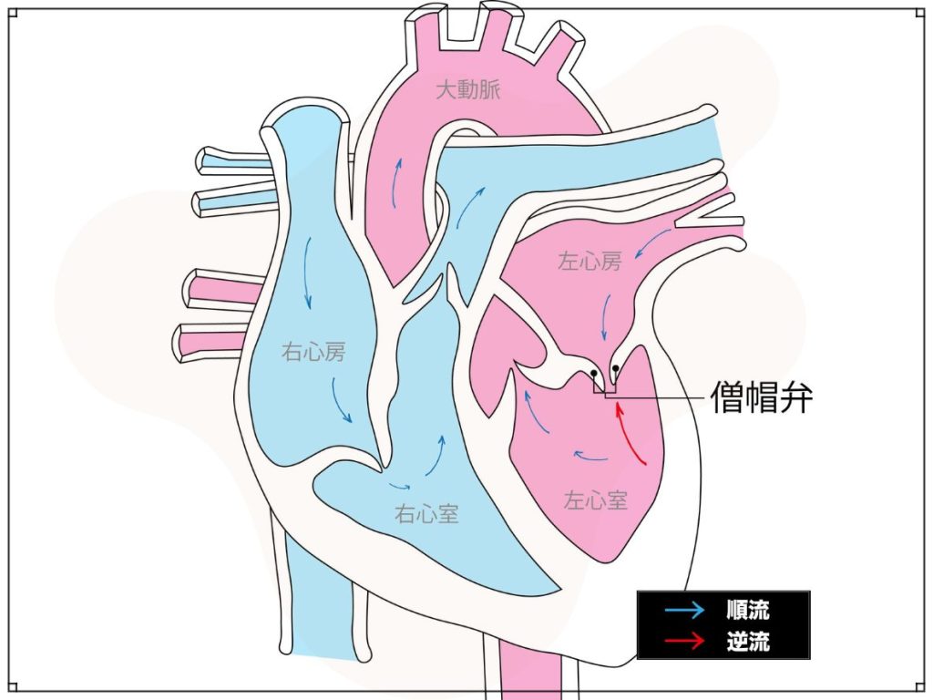 心臓の断面図イラスト