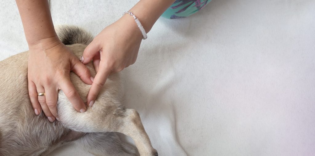 犬の後ろ足を押さえる様子