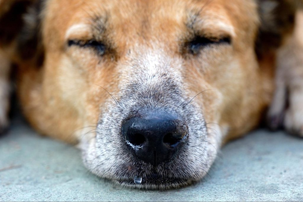犬の寝顔