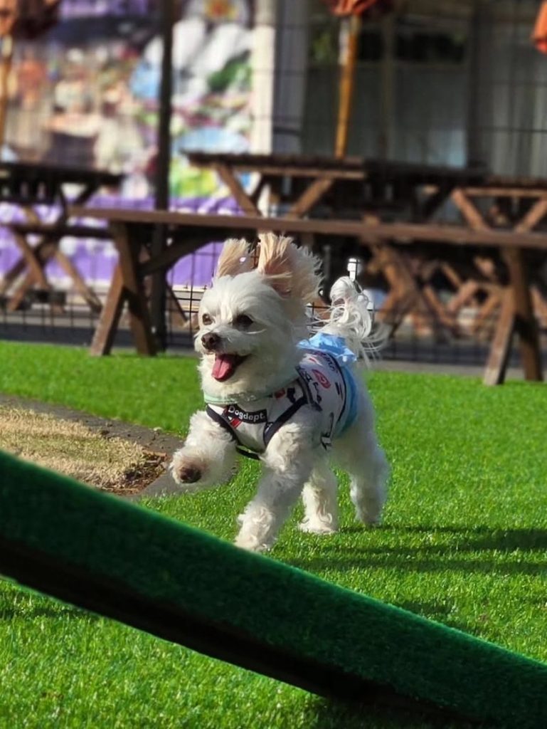 マルチーズとトイプードルのミックス犬・アランくん(11歳)