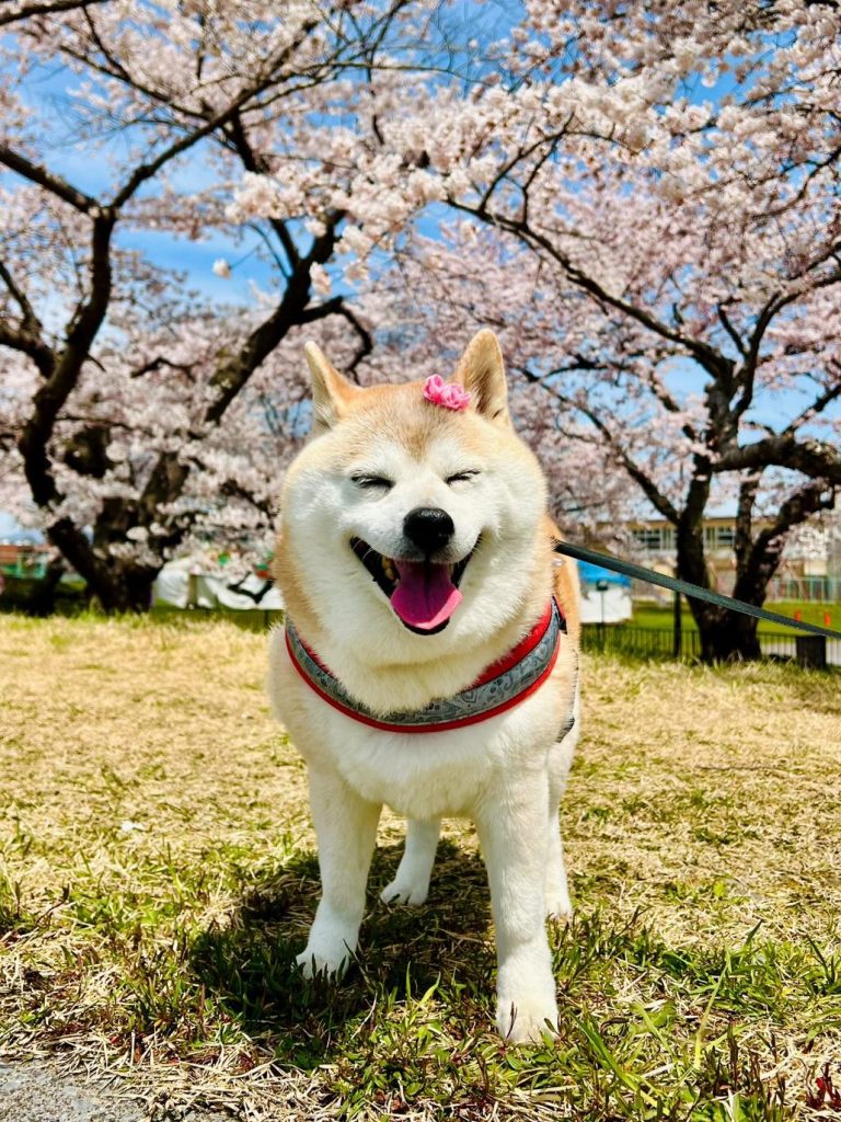 柴犬の胡桃ちゃん(14歳)