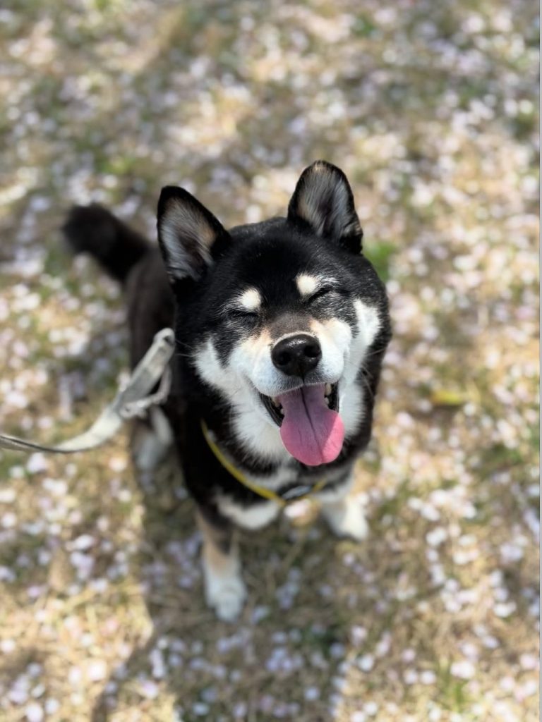 柴犬のラフくん(14歳)