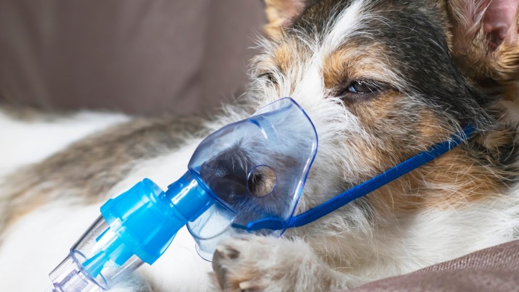 呼吸器をつけた犬