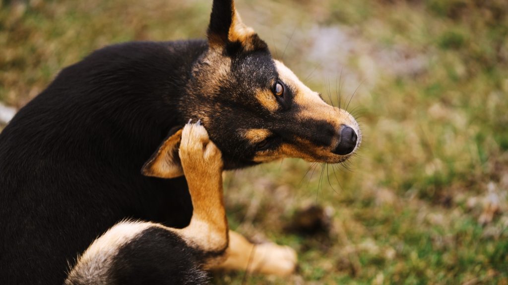 体を掻く犬
