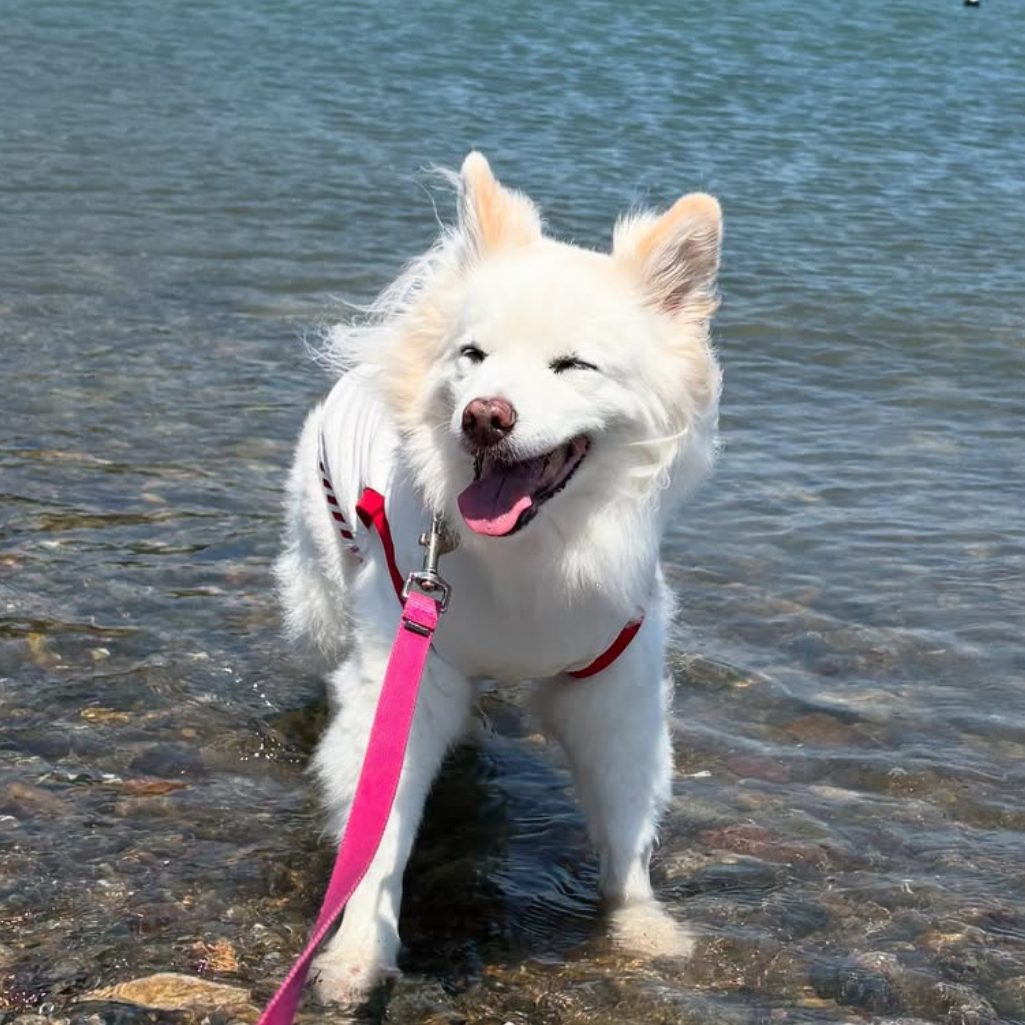 わたあめちゃん(17歳)