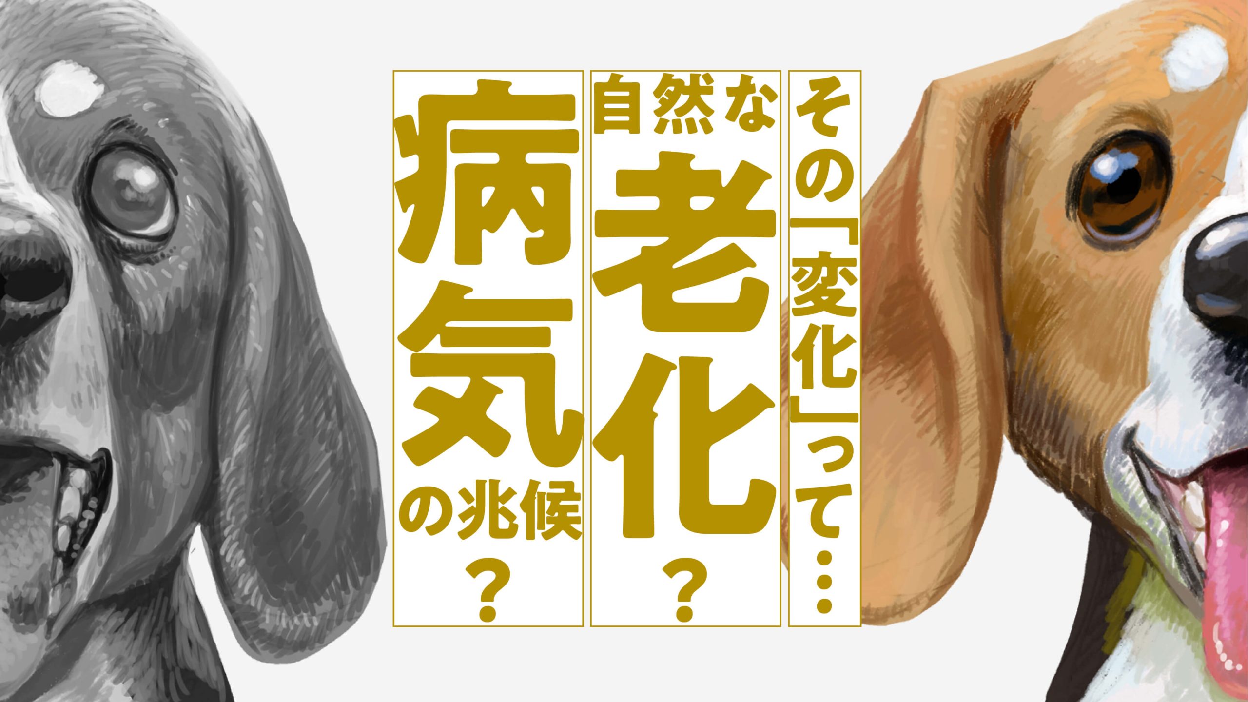 その不調…歳のせい？ 愛犬の「病気or老化」を見極めるチェックガイド
