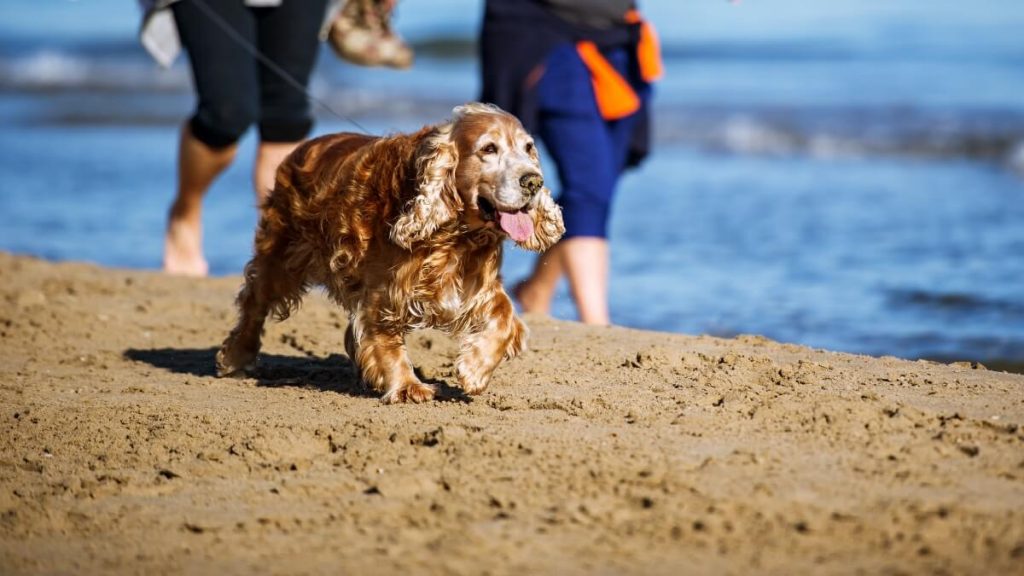 海辺を散歩する犬