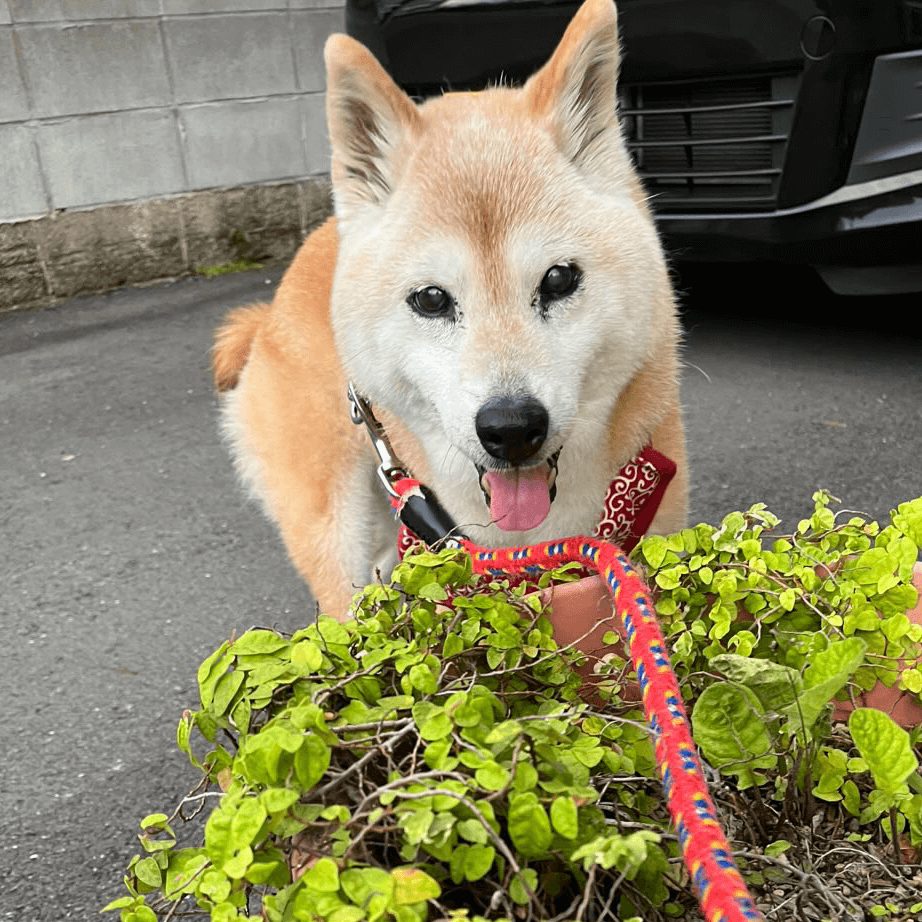晴ちゃん
