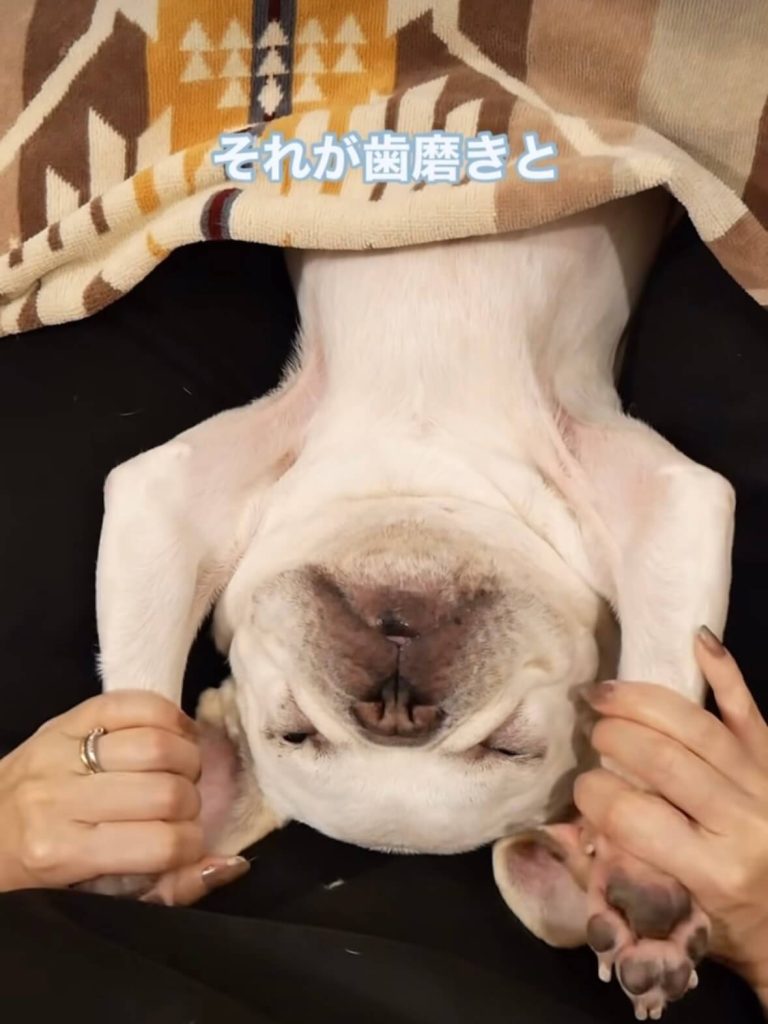 もみほぐされるnicoくん