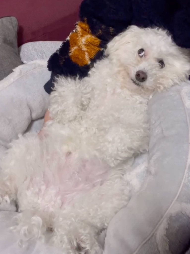 飼い主さんを見上げるぷーすけくん