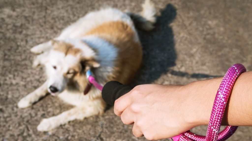 リードをひかれる犬