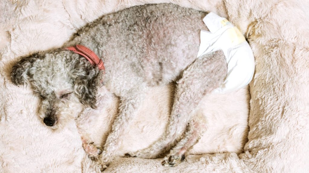 おむつをつけて眠るプードル