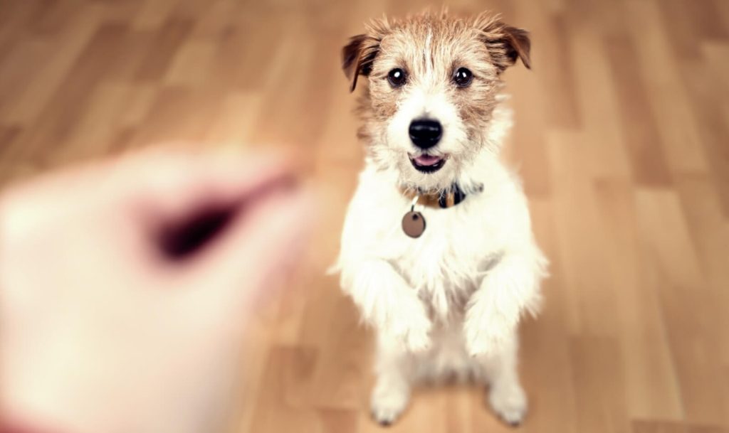 おやつを「待て」する犬