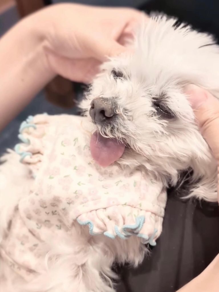 目元のマッサージをうけるユキちゃん