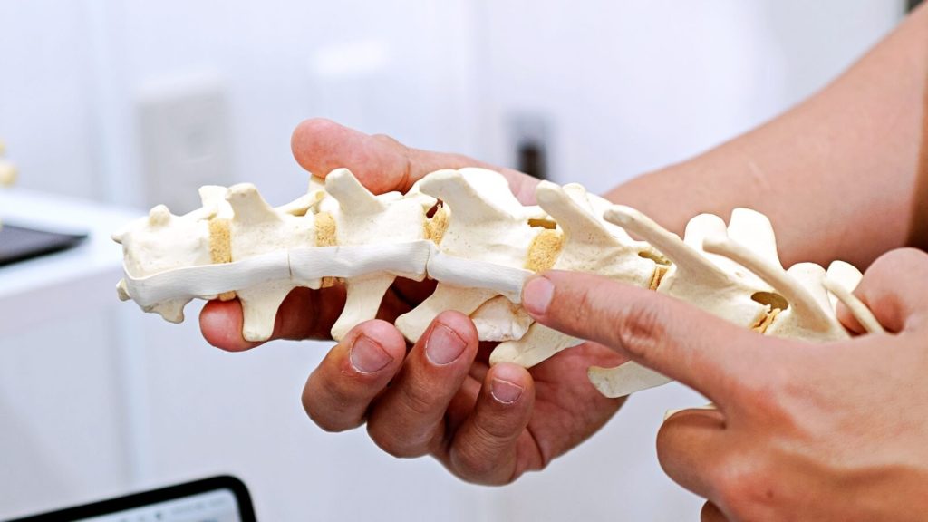 犬の背骨の模型