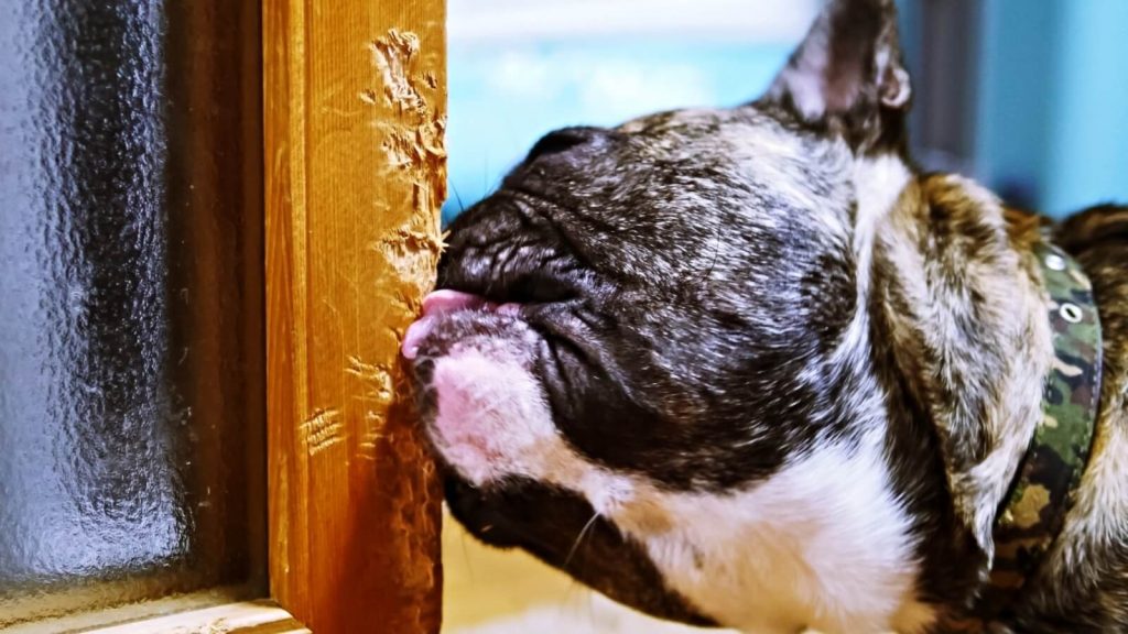 扉をかじる犬