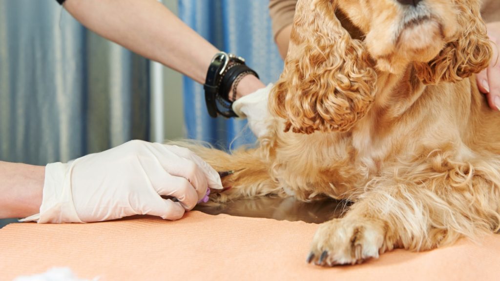 犬の血液検査