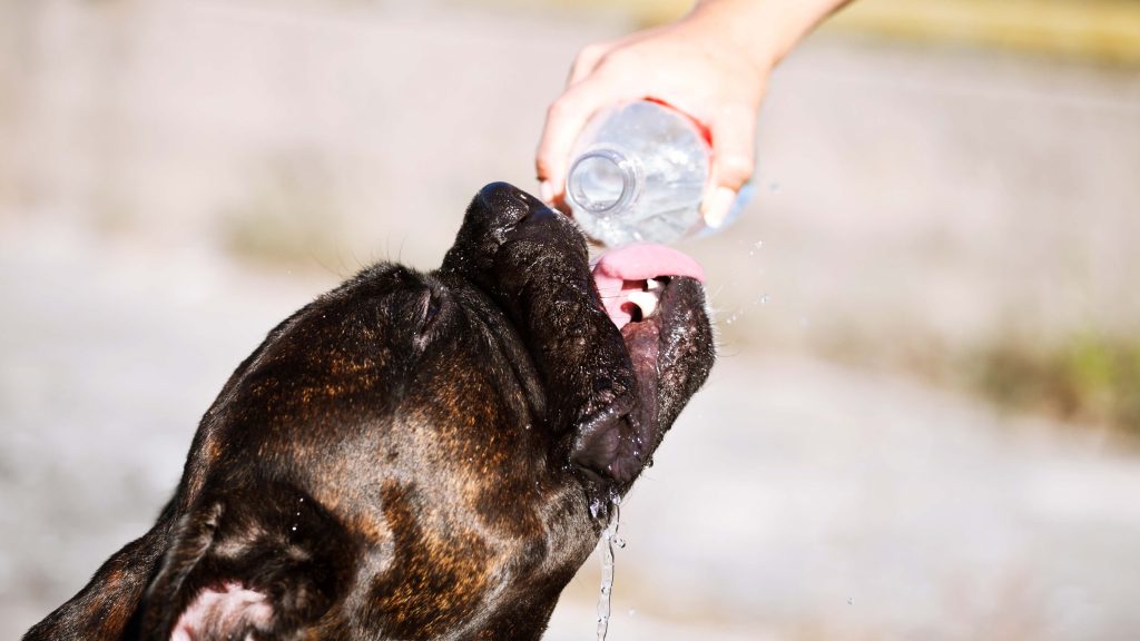 水を飲む犬