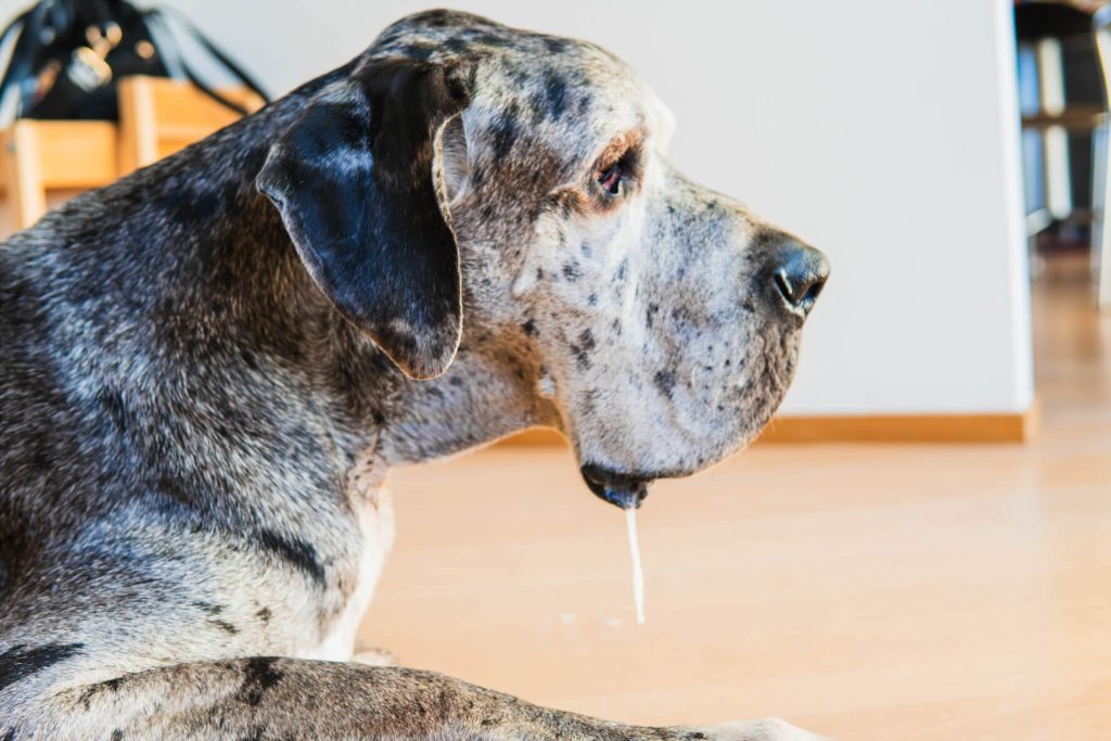 よだれをたらす犬