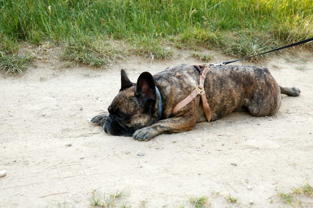 砂地で寝そべる犬