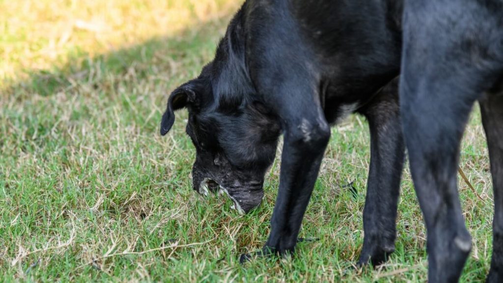 草を食べる犬