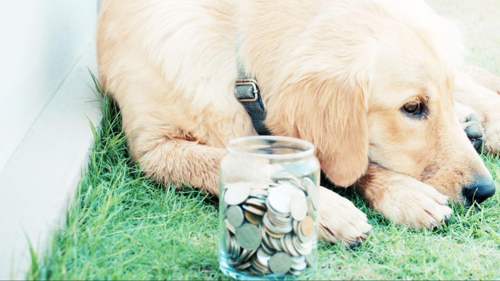 お金の入った瓶と犬