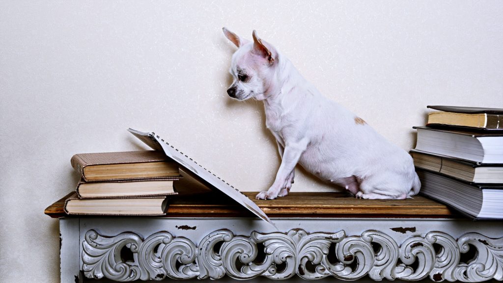 本を読むチワワ