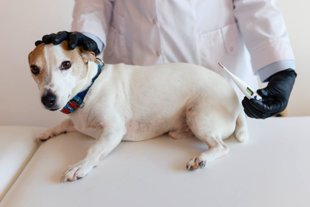 体温を測る犬