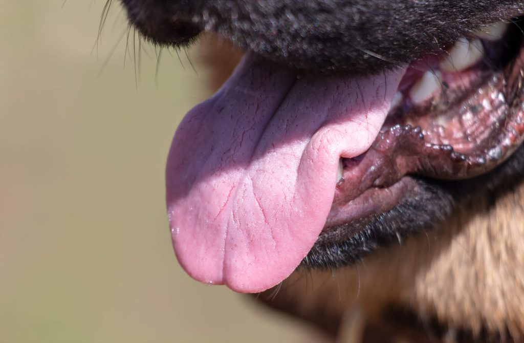 犬の舌