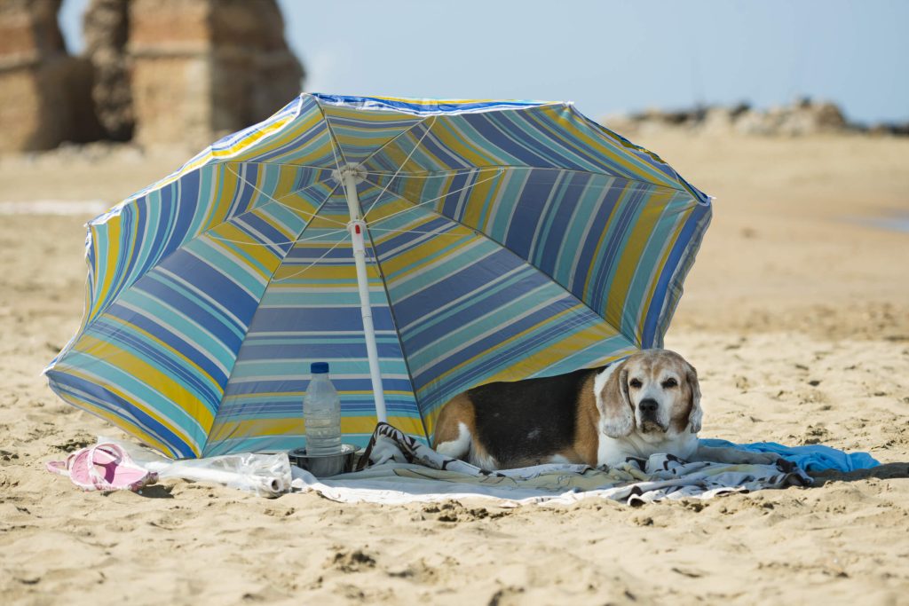 ビーチにたてた傘の下の陰で涼む犬