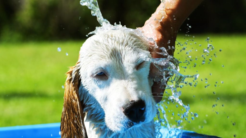 水遊びする犬