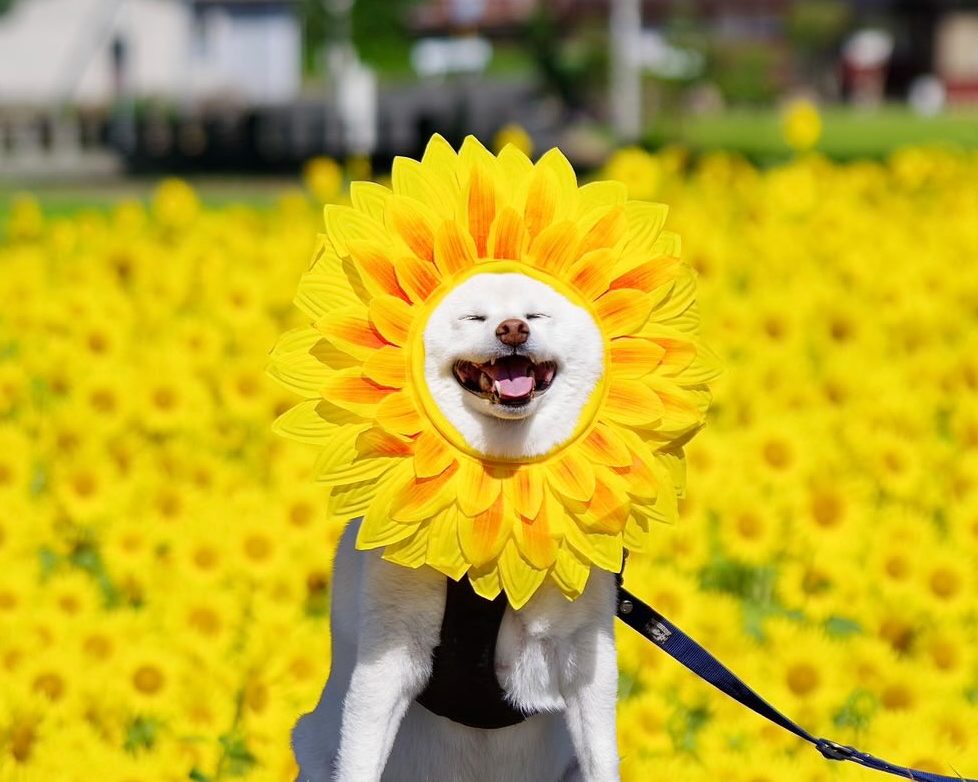 柴犬のごん太くん(9歳)